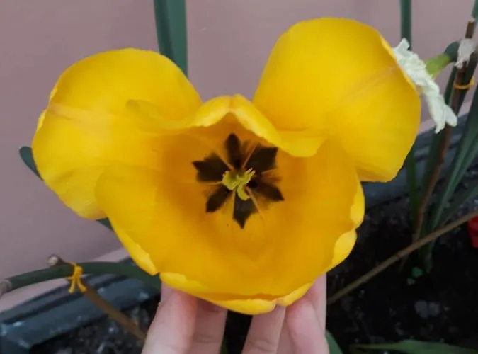 Alojamento de Acomodação e Pequeno-almoço Porta Del Carmine