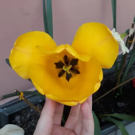 Panzió Porta Del Carmine